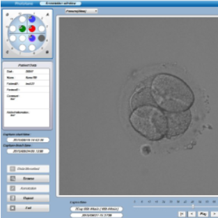 embryo culture